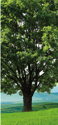 CS_05-32_00 x 69_00
