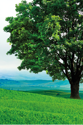 RS01-59_50 x 89_52